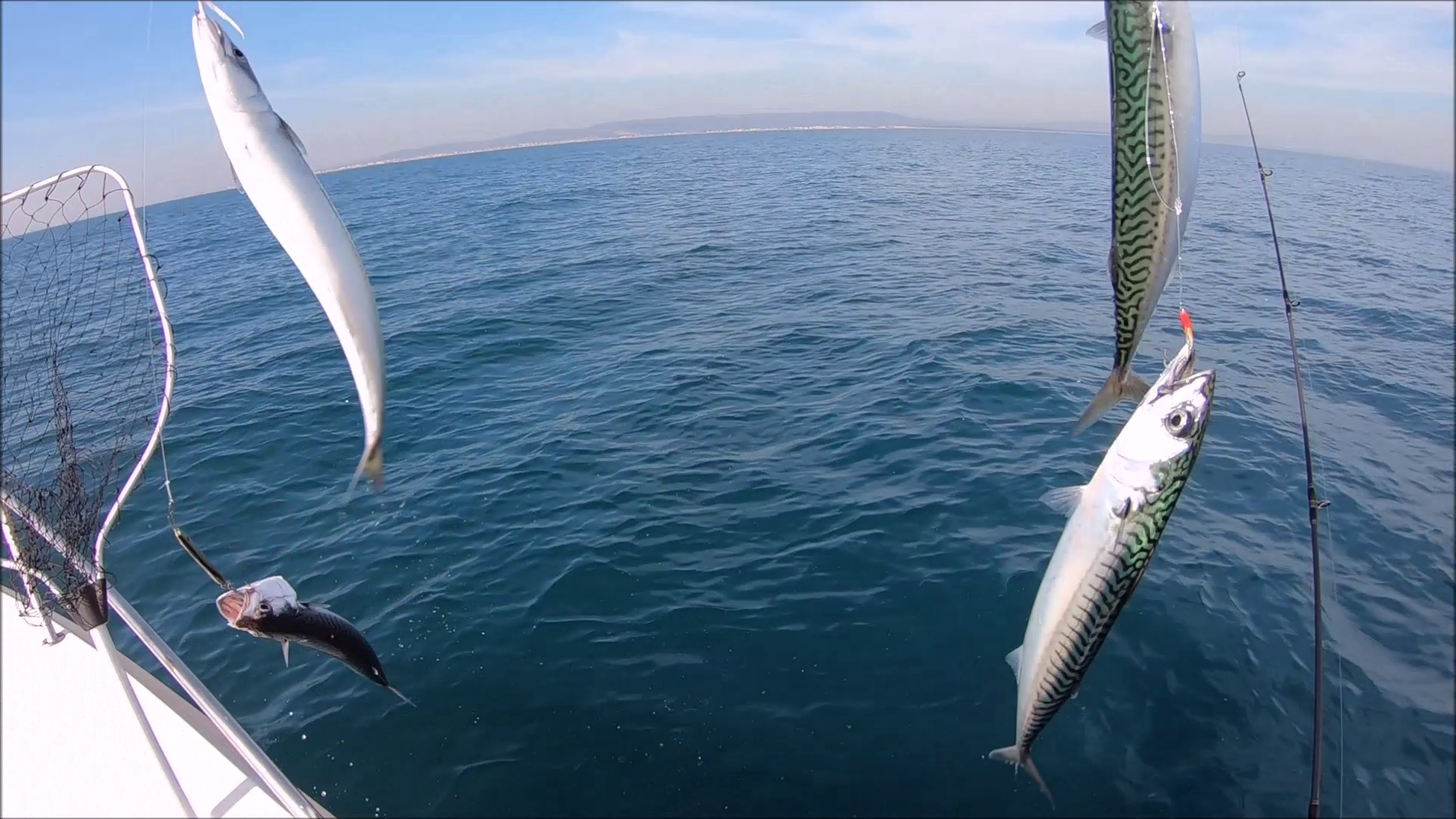 Maquereaux Et Gascons Au Jig 26 Fevrier 2019 Peche Frontignan