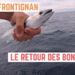 Le retour des bonites ! - 18 août 2020