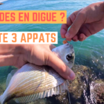 Daurades à Frontignan (bibi, moule, crabe) - 15 juin 2021