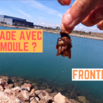 Daurades à la moule au canal de Frontignan - 22 avril 2021