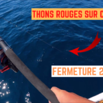 Fermeture 2020 du thon rouge sur chasses - 7 juillet 2021