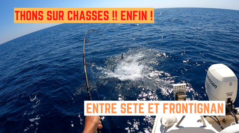 thon rouge chasse frontignan sete