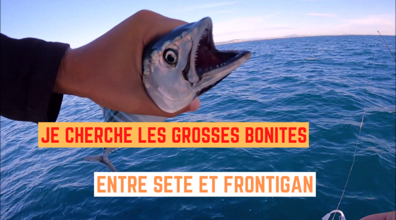 bonites maquereaux frontignan