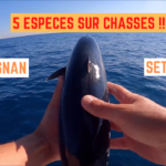 5 espèces sur chasses entre Sète et Frontignan - 11 octobre 2021
