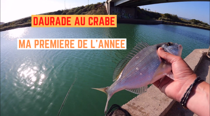 daurade crabe frontignan canal