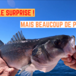 Petits gascons et une belle surprise - 01 juillet 2022