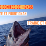 Grosses bonites entre Sète et Frontignan - 21 juillet 2022