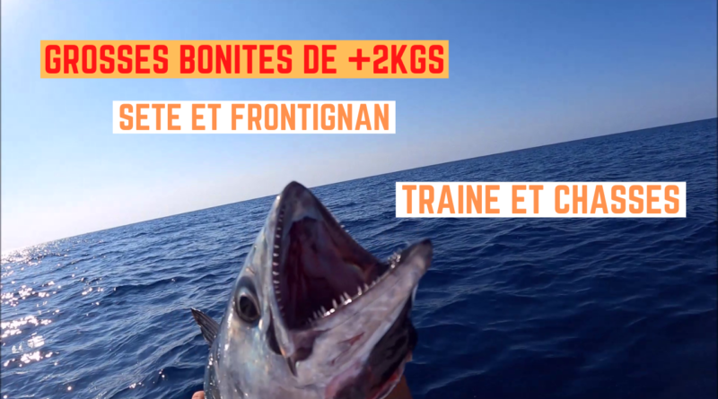 bonites pelamides sete frontignan