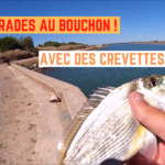 Daurades au bouchon à la crevette crue - 13 juillet 2022