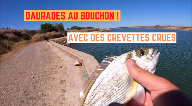 daurade bouchon crevette