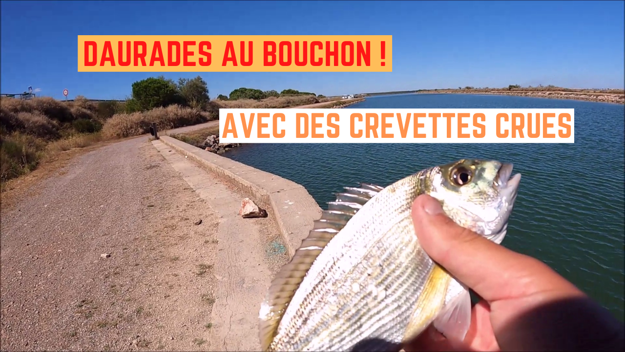 Daurades au bouchon à la crevette crue 13 juillet 2022 Pêche Frontignan