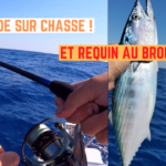 Bonite sur chasse et requin au broumé - 19 juillet 2022