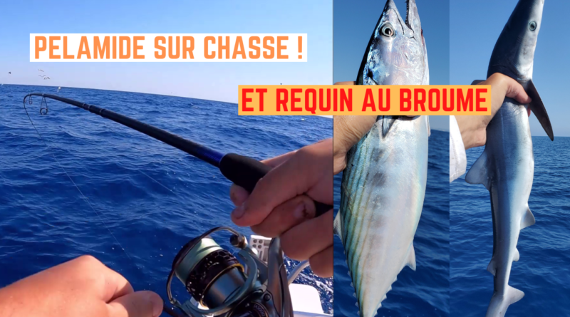 requin bonite pelamide thon frontignan