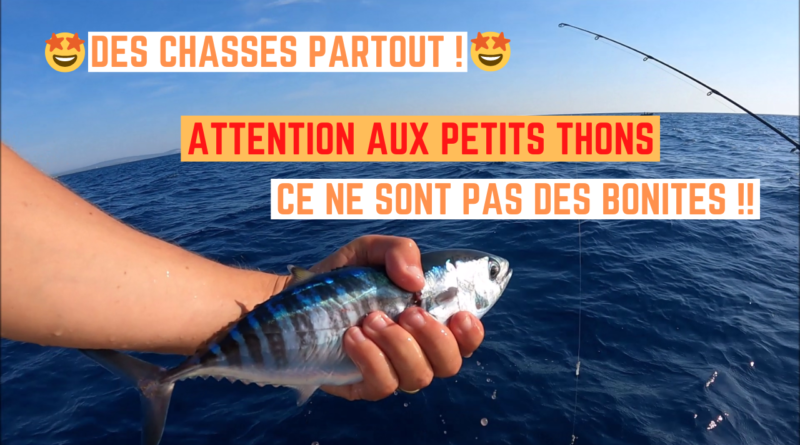 thons juvéniles frontignan sete chasse