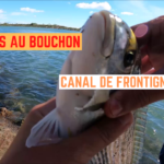 Daurades au bouchon, canal de Frontignan - 28 septembre 2022