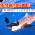 Palangrotte en lagon - 26 octobre 2022