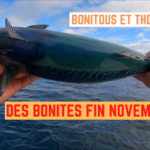 Encore des bonites à Frontignan fin novembre - 24 novembre 2022