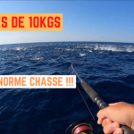Bonites de 10KGS - 7 septembre 2023