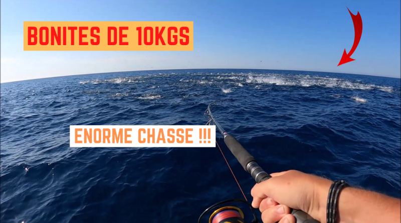 bonite thonine thon frontignan sete palavas