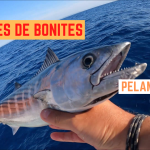 Chasses de bonites - 28 juillet 2023
