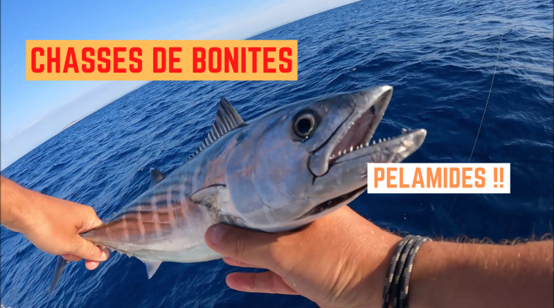 bonites pelamides frontignan sete