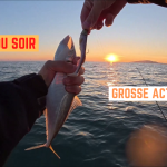 Coup du soir - 15 novembre 2024