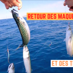 Les maquereaux sont de retour - 10 juillet 2024