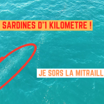 Banc de sardines à la mitraillette - 28 février 2025