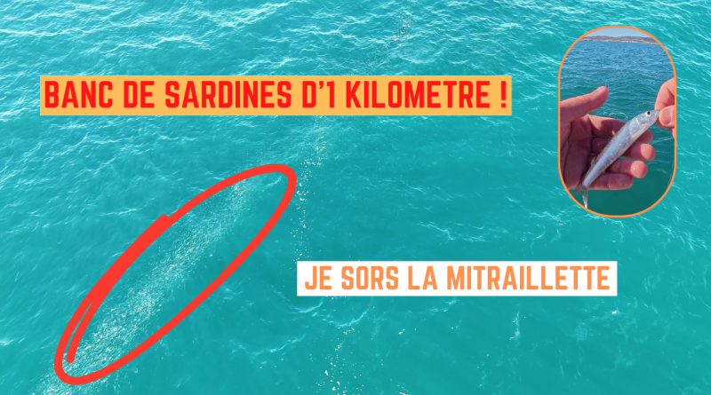 sardines frontignan