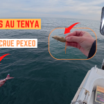 Pagres au tenya (crevette crue Pexeo) - 17 février 2025