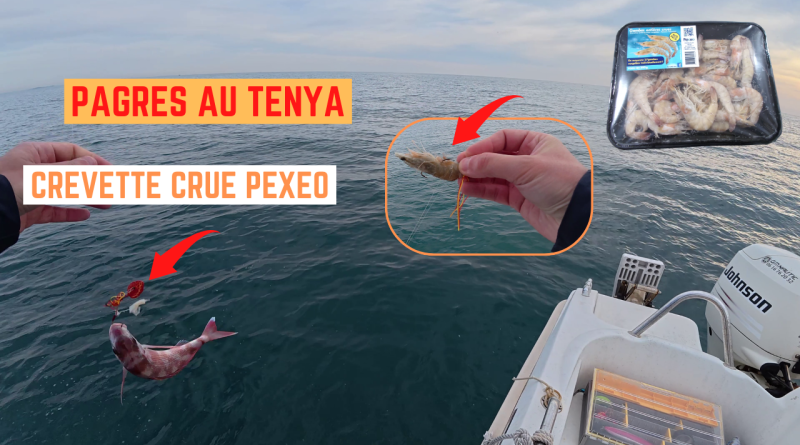 tenya pagre crevette frontignan sete palavas
