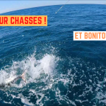 Thons et bonitous sur chasses - 17 septembre 2024