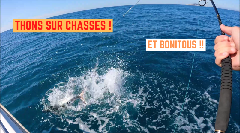 thons bonitous sete frontignan