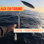 Traine entre Frontignan et Palavas - 17 septembre 2025 Traine entre Frontignan et Palavas - 17 septembre 2025