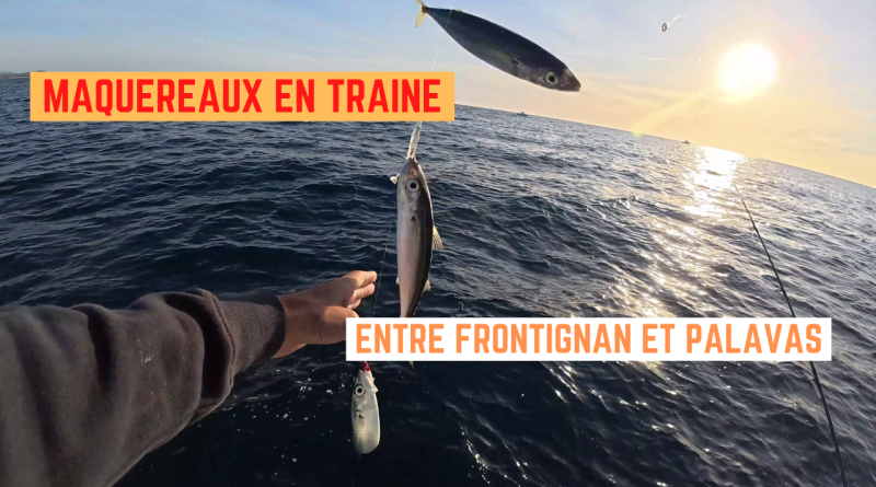 maquereaux frontignan palavas