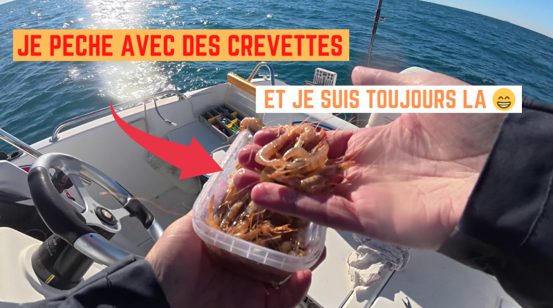 crevette crue pexeo frontignan