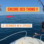 Encore des thons ! 1 juillet 2025