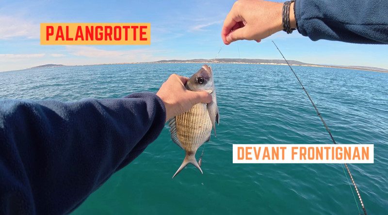 sar pagre crevette frontignan