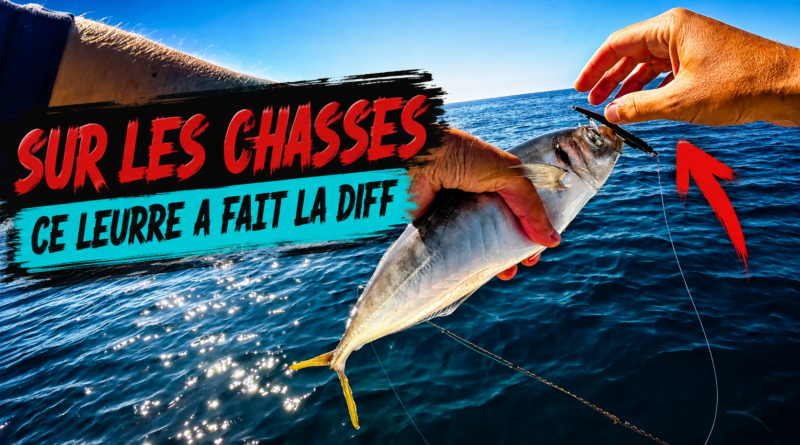 chasse leurre frontignan sete