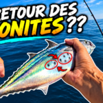 Le RETOUR de la TRAÎNE et des BONITES ?? peche bonite traine